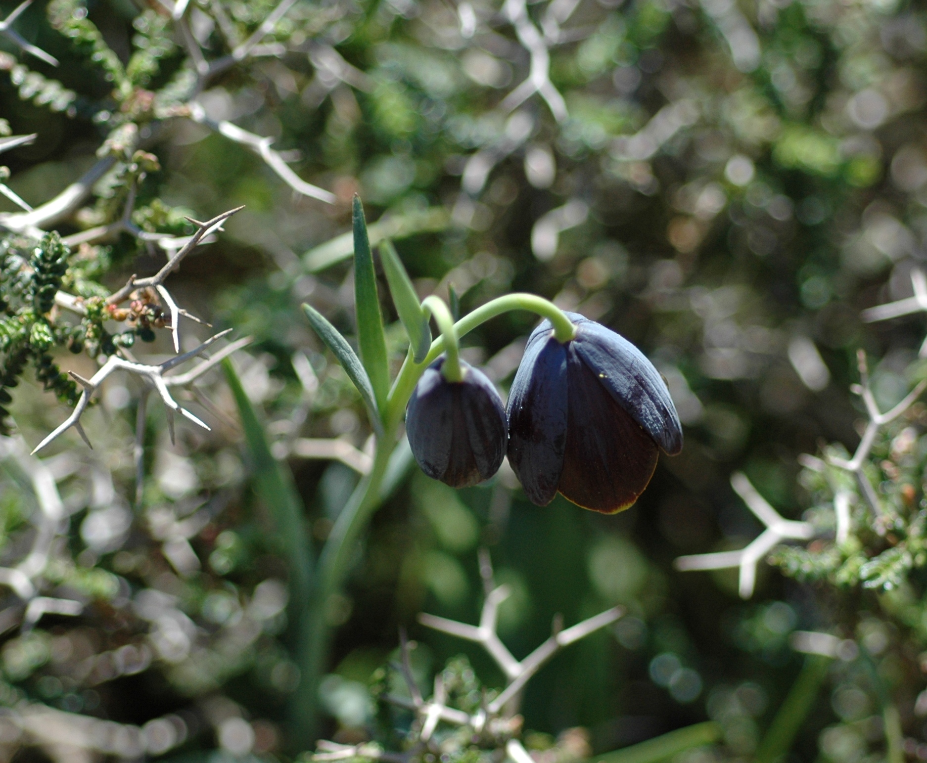 Fritillaria- A. Kaltsis, Schachblumen