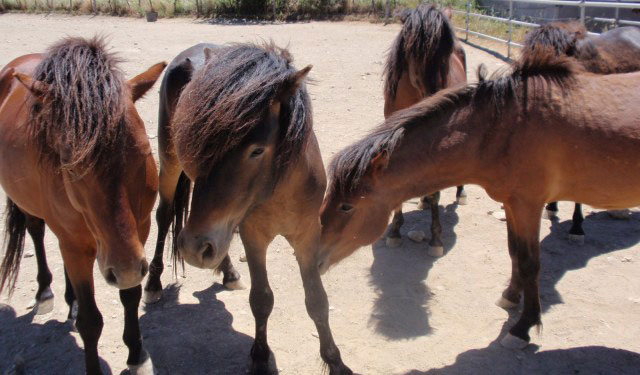 Come and help us care for a critically endangered breed of pony and have an  adventure in Skyros Island, Greece