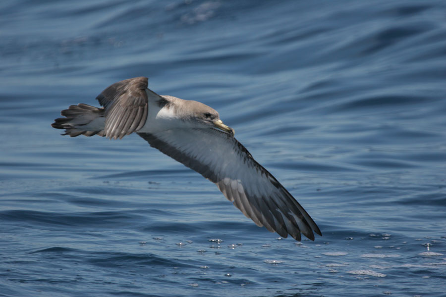 Cory's shearwater- ORNITHOLOGIKI A. Christidis