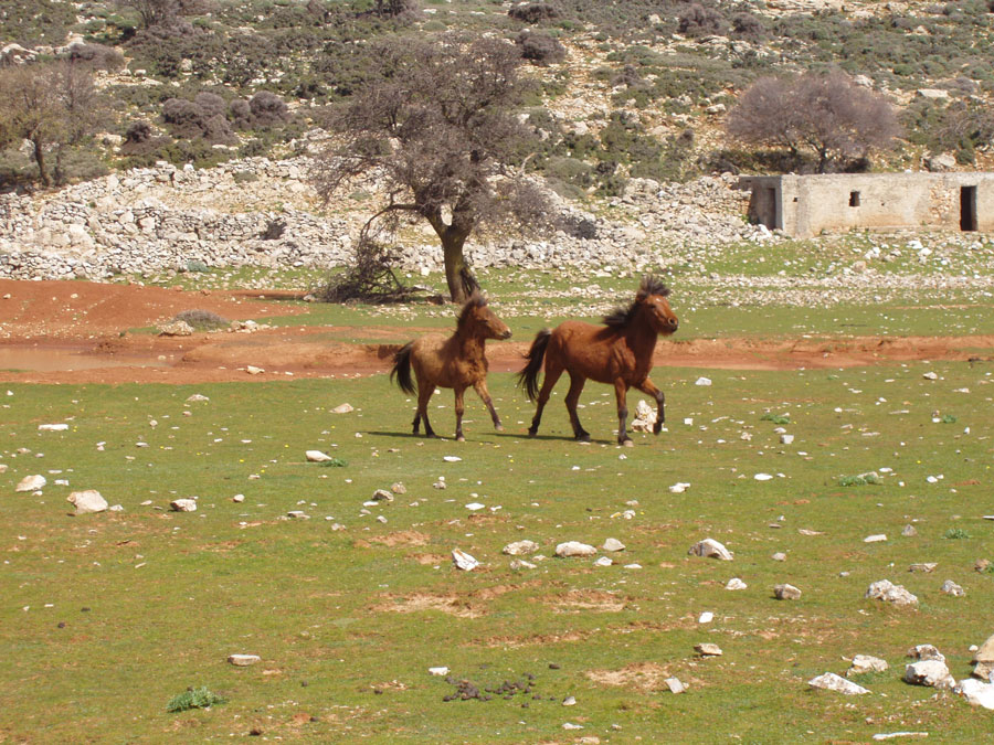 Το σκυριανό άλογο